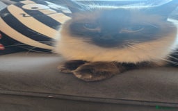 Ragdoll cats for sale: Beautiful purebred mitted ragdoll kittens - Image 14