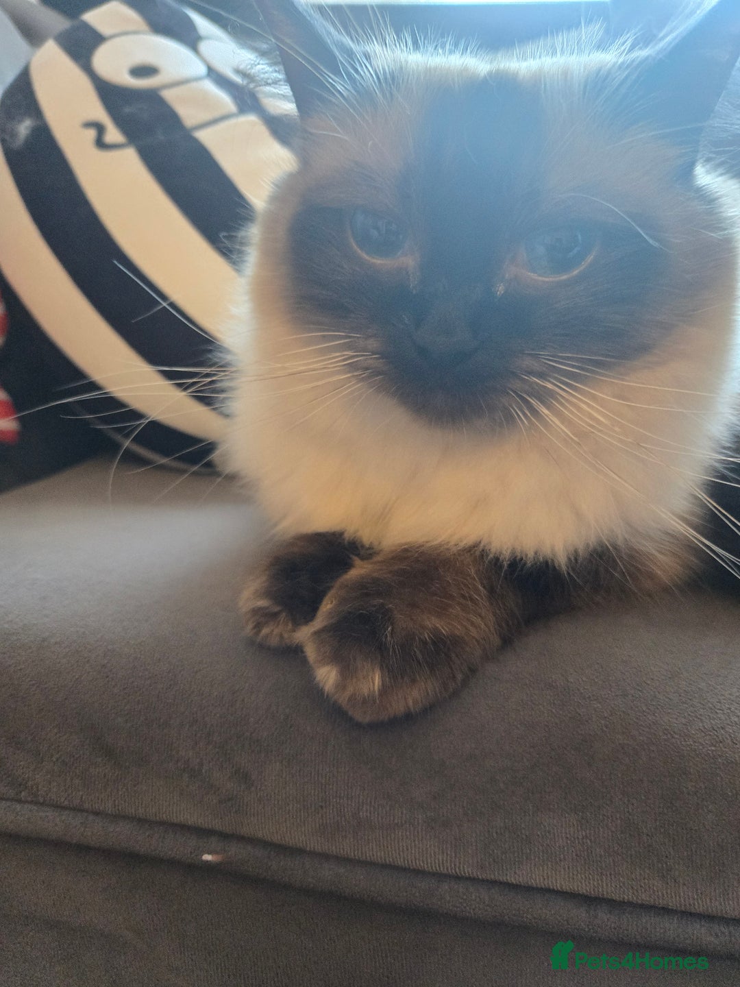 Ragdoll cats for sale: Beautiful purebred mitted ragdoll kittens - Image 14