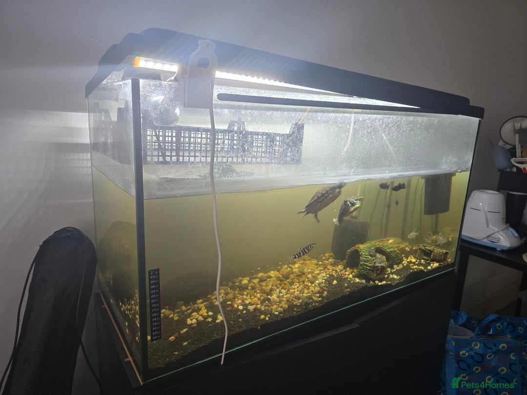 Tetras fish for sale: Aquarium with Fish - Image 4