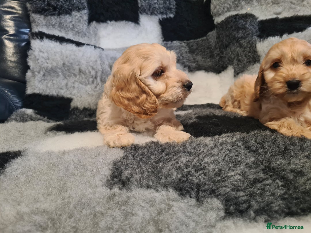 Cockapoo dogs for sale: Beautiful F1 Cockapoos- Ready Now  - Image 9