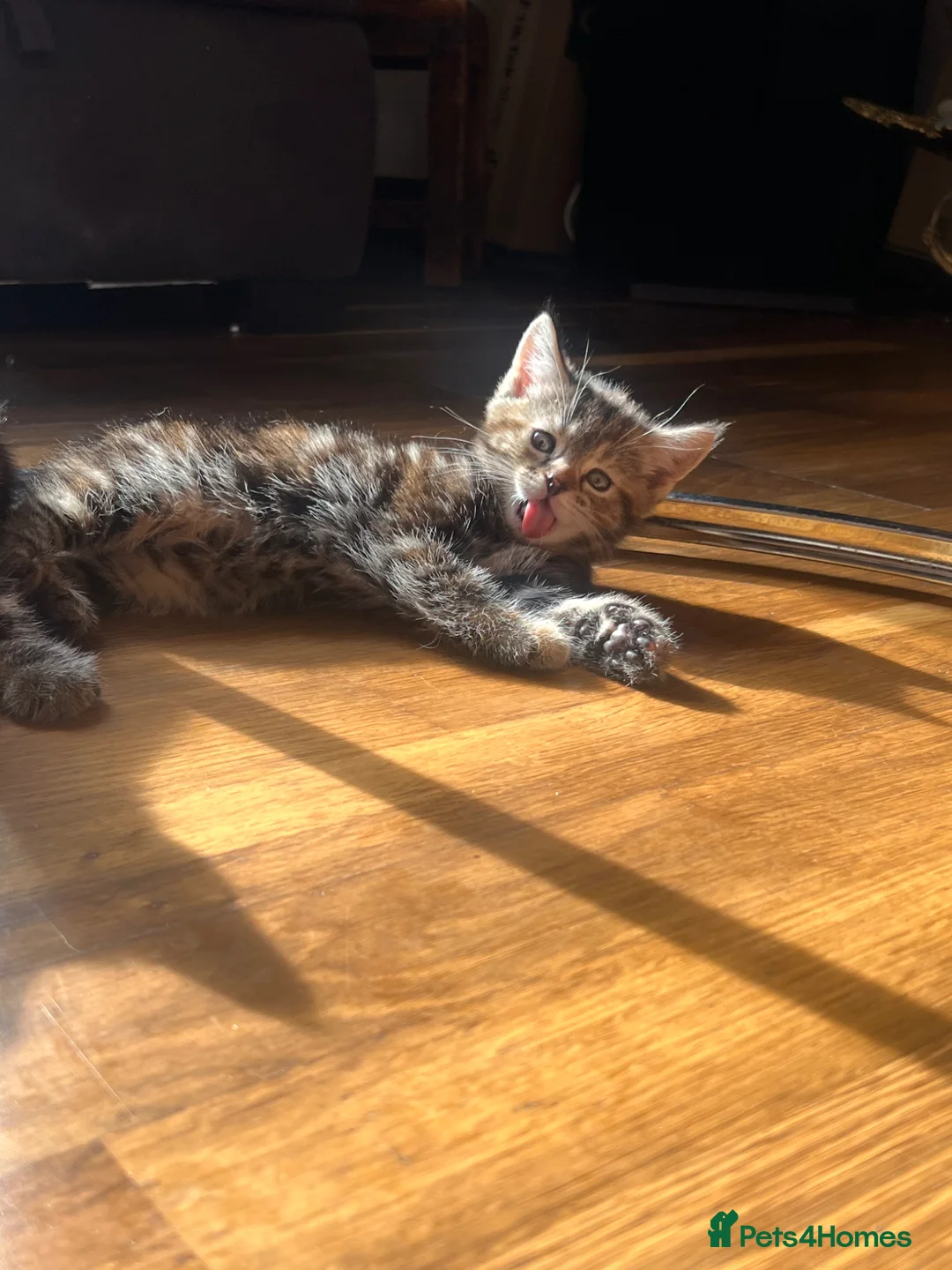 Domestic Shorthair cats for sale: Four beautiful kittens - Advert 9