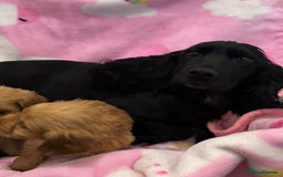 Cockapoo dogs for sale: F1 Cockapoo puppies - Advert 9