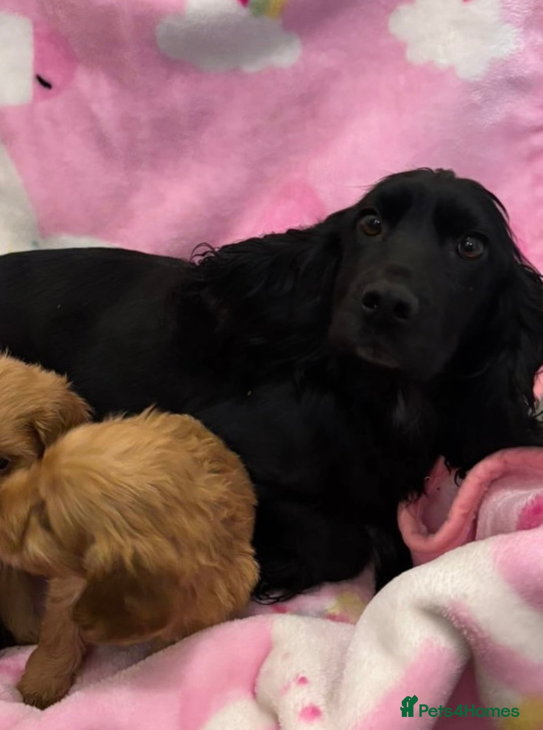 Cockapoo dogs for sale: F1 Cockapoo puppies - Advert 9