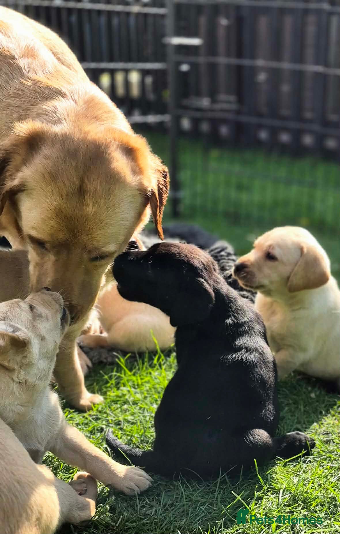 Labrador Retriever dogs KC Registered top quality pups - Advert 12
