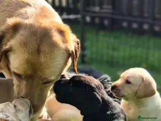 Labrador Retriever dogs KC Registered top quality pups - Advert 12