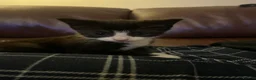 Mixed Breed cats for sale: 4 gorgeous kittens  - Advert 10