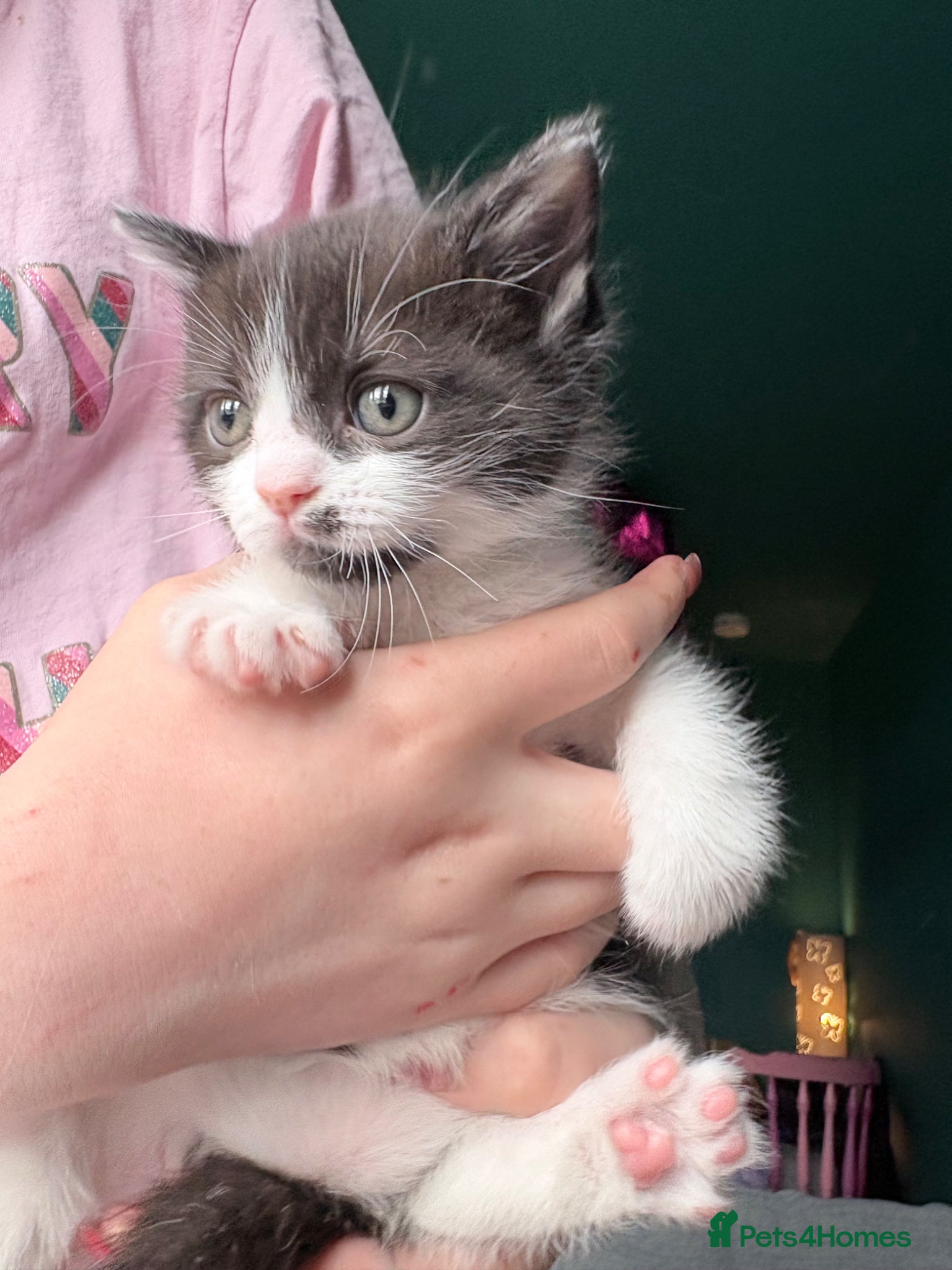 Ragdoll cats Ragdoll Cross Kittens - Girl only left  - Advert 7