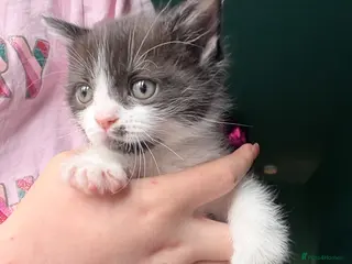 Ragdoll cats Ragdoll Cross Kittens - Girl only left - Advert 7