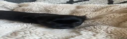 Chihuahua dogs for sale: Absolutely gorgeous chihuahua pups - Advert 19