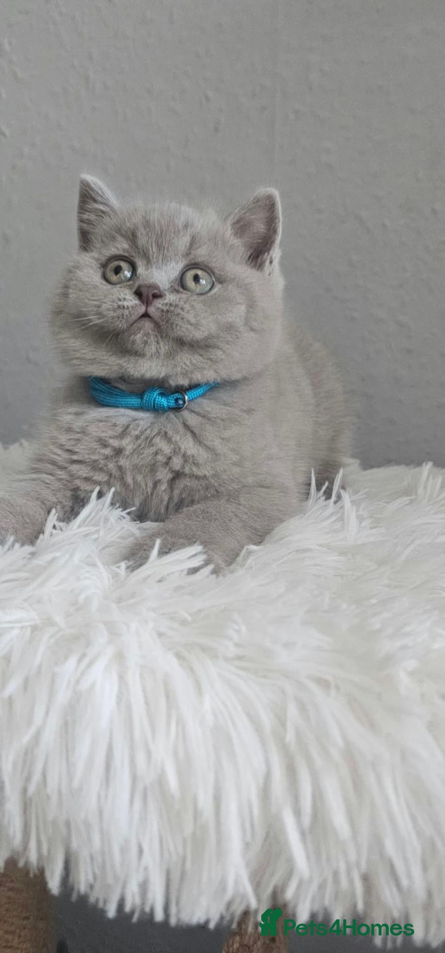British Shorthair cats LAST BOY British Shorthair GCCF - Advert 1