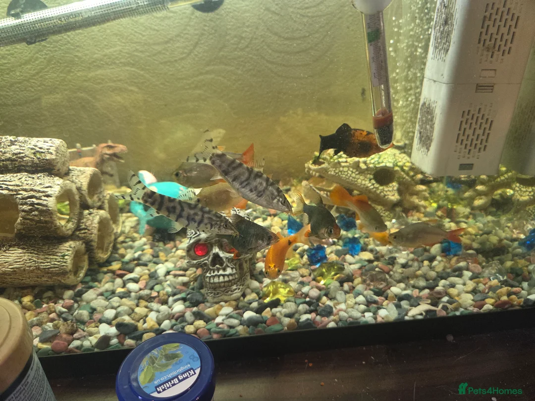 Other/Mixed Breed fish for sale: Tropical fish with tank in Dover - Advert 3