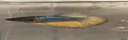 Bettas fish for sale: Betta mustard gas  - Advert 4