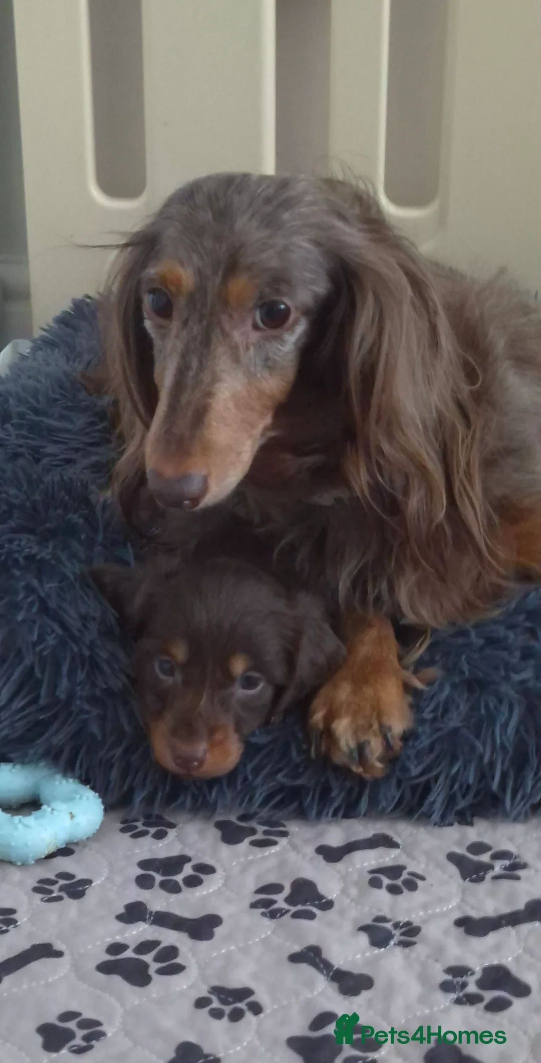 Miniature Dachshund dogs for sale: Miniature dachshund longhaired boy - Advert 2