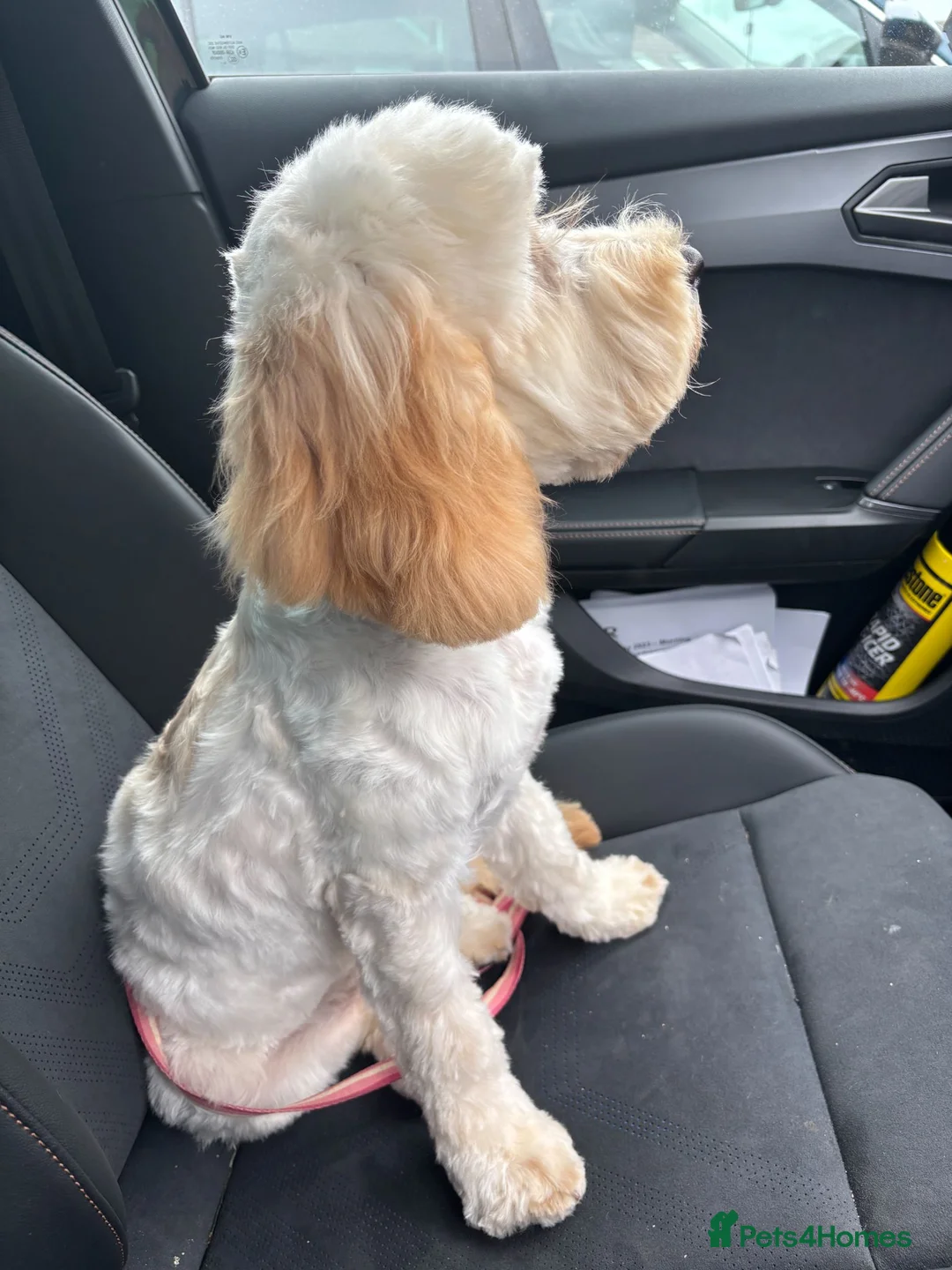 Cockapoo dogs for sale: Adorable F2 Cockapoo Puppies  - Advert 1