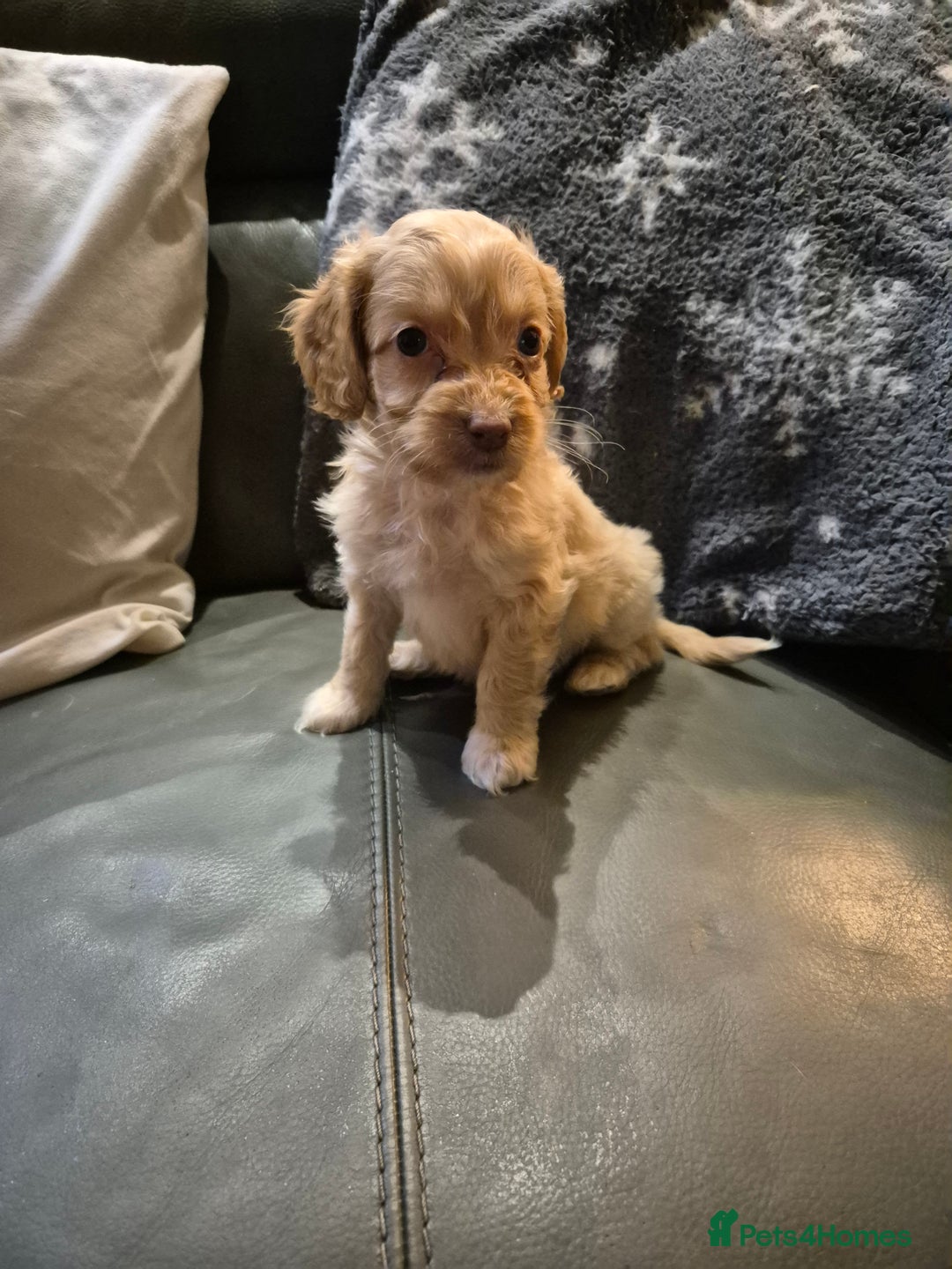 Cockapoo dogs for sale: F1 cockapoo's - ready next week  - Advert 11