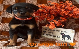 Rottweiler dogs for sale: Stunning kc registered Rottweiler pups.  - Image 11