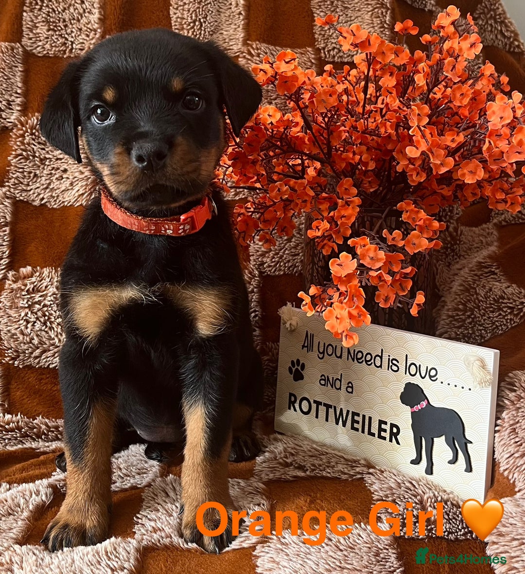 Rottweiler dogs for sale: Stunning kc registered Rottweiler pups.  - Image 11