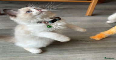 Ragdoll cats - Advert 7