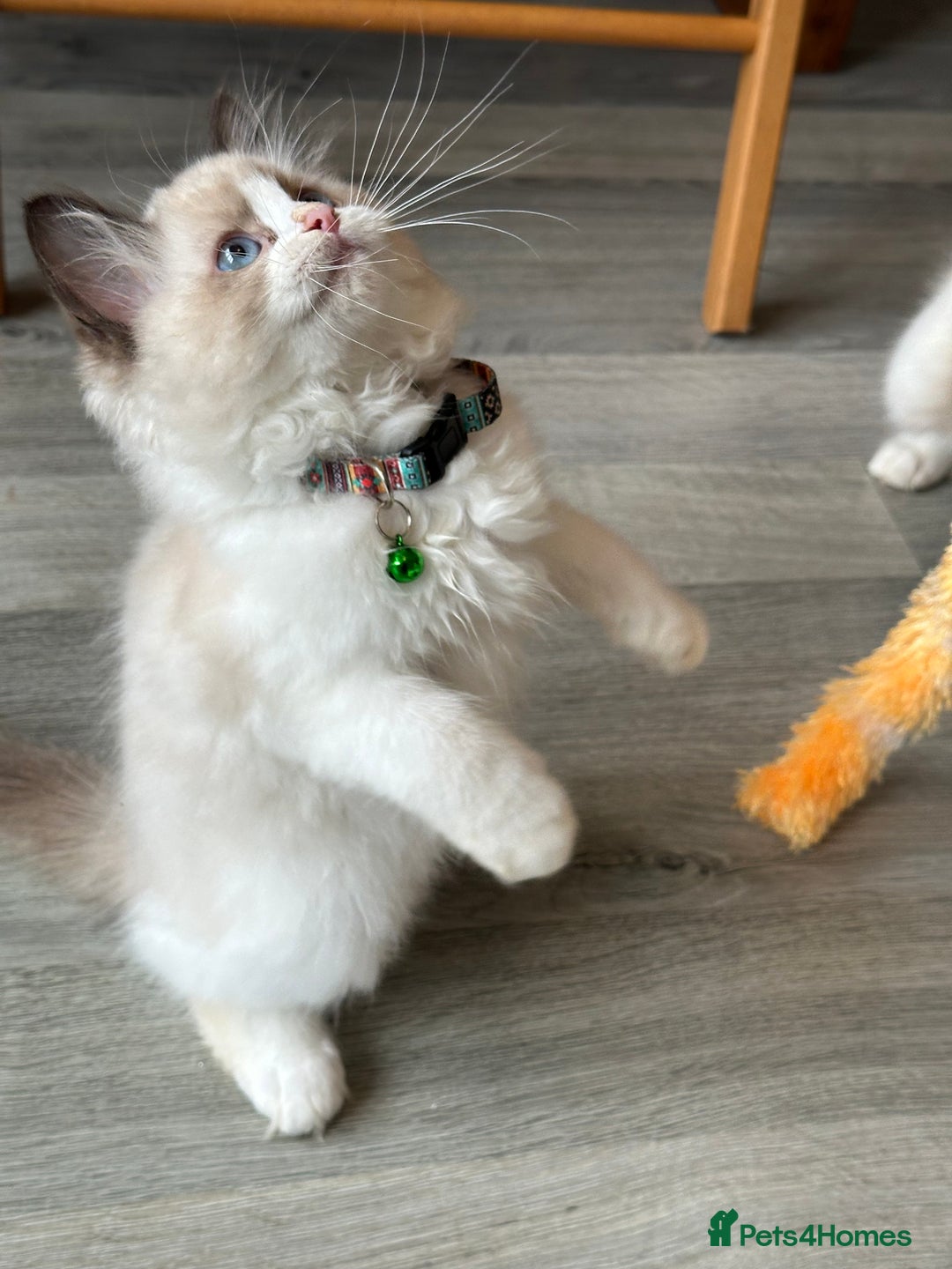 Ragdoll cats for sale: TICA Registered Ragdoll Kittens - Advert 1