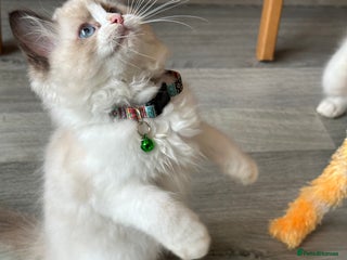 Ragdoll cats TICA Registered Ragdoll Kittens - Advert 1