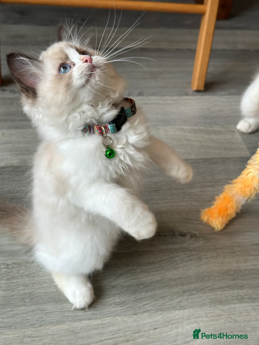 Ragdoll cats for sale:  ACTIVE CAT OR pet TICA Registered Ragdoll Kittens - Advert 15
