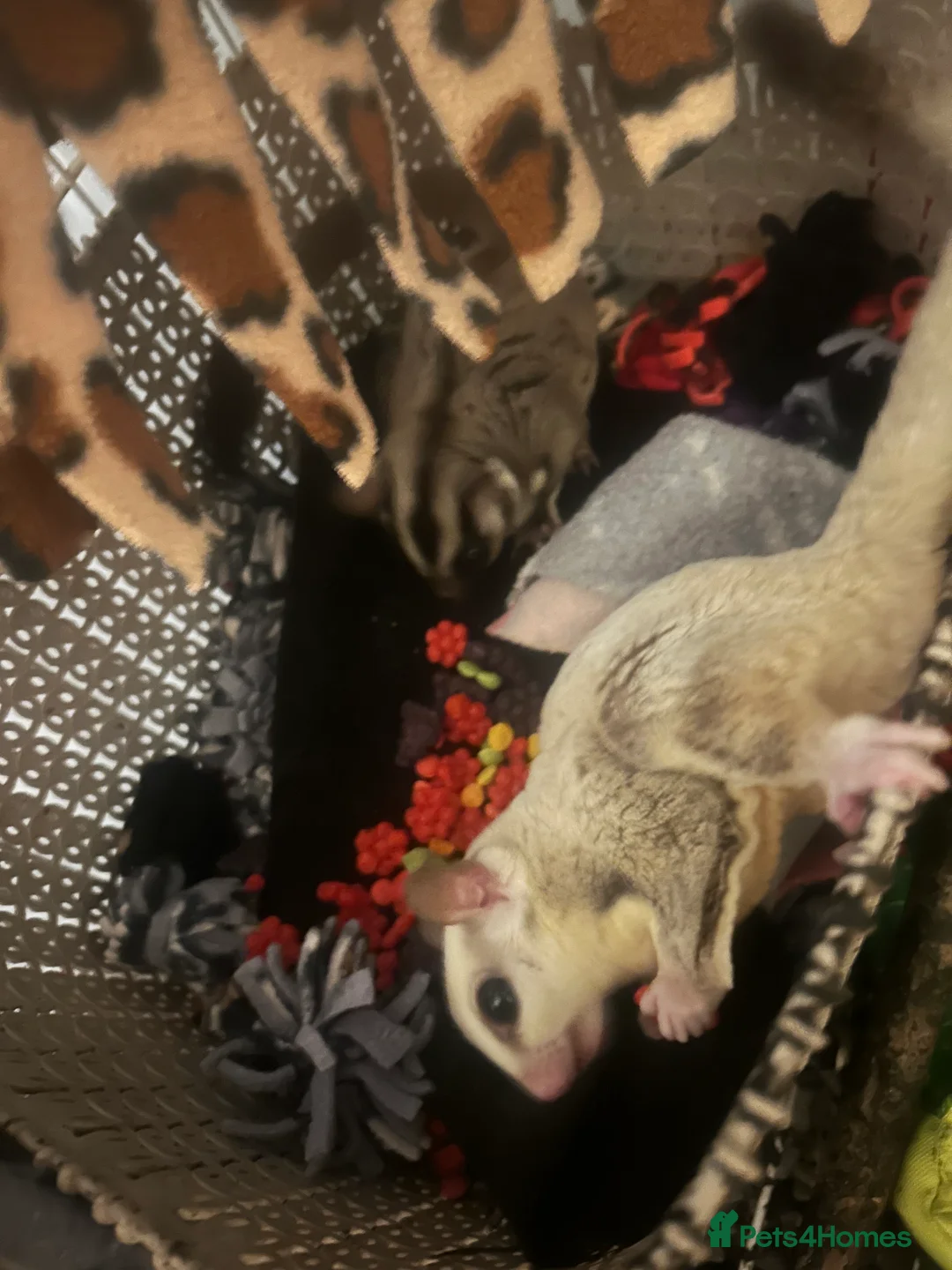 Sugar Glider rodents for sale: Joey sugar glider female - Advert 6