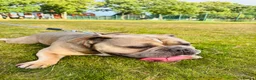 Mixed Breed dogs for sale: Stan. Micro Bully x French bulldog - Advert 5
