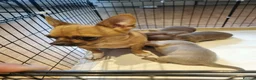 Chihuahua dogs for sale: Chihuahuas in Barnsley - Advert 7