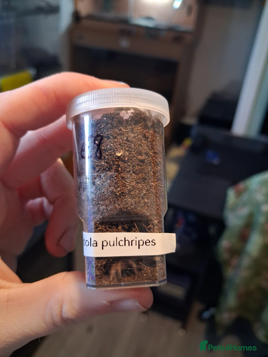 Tarantulas invertebrates for sale: Tarantula Spiderlings - Advert 2