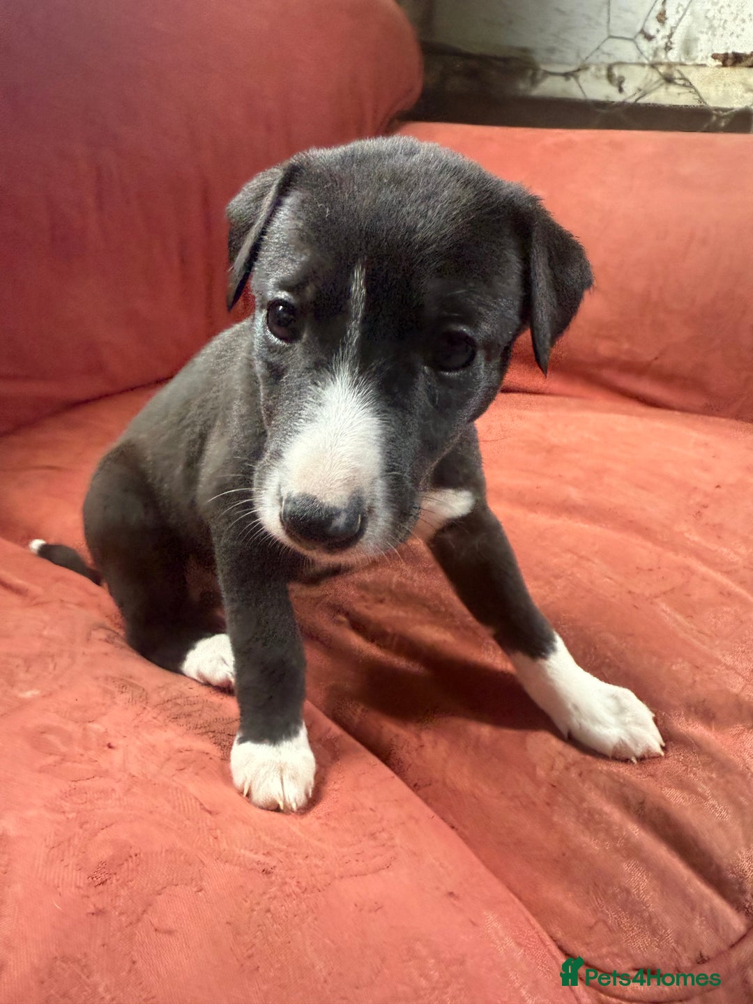 Mixed Breed dogs for sale: Whippet x greyhound puppies  - Image 6