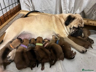 Jug dogs Jug Puppies - Advert 4