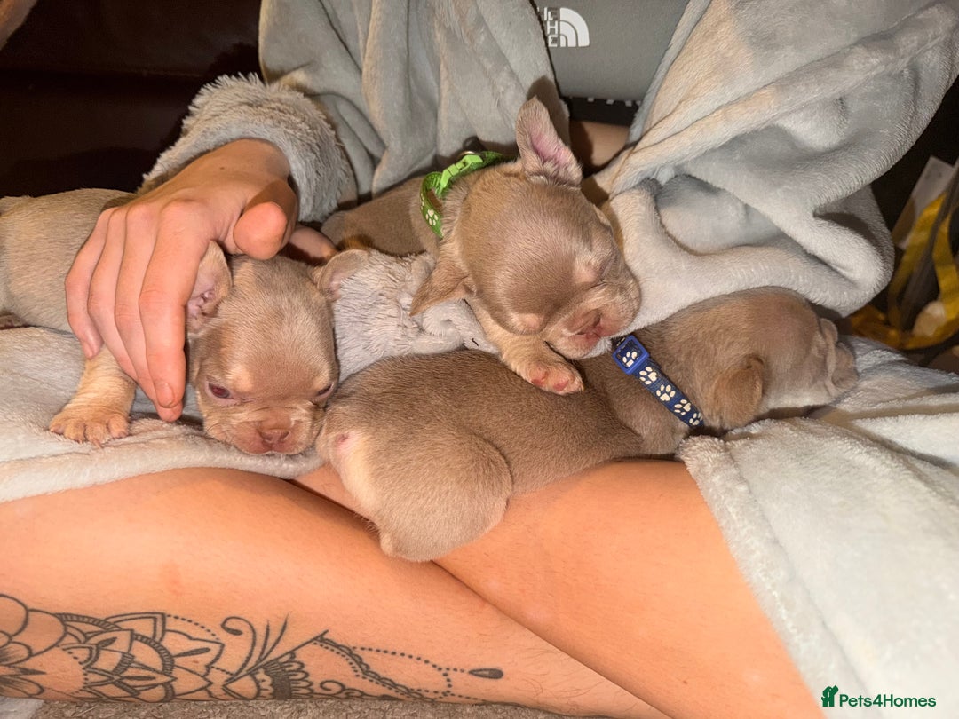 French Bulldog dogs for sale: 6 beautiful Isabella and tan  - Advert 5