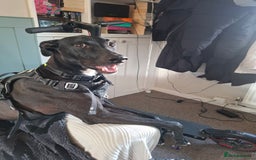 Lurcher dogs for stud: Adorable lurcher for stud - Image 1