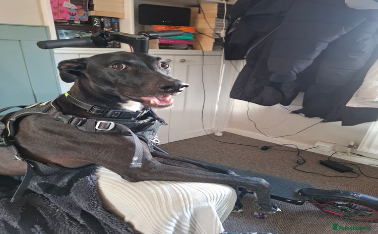 Lurcher dogs - Advert 8