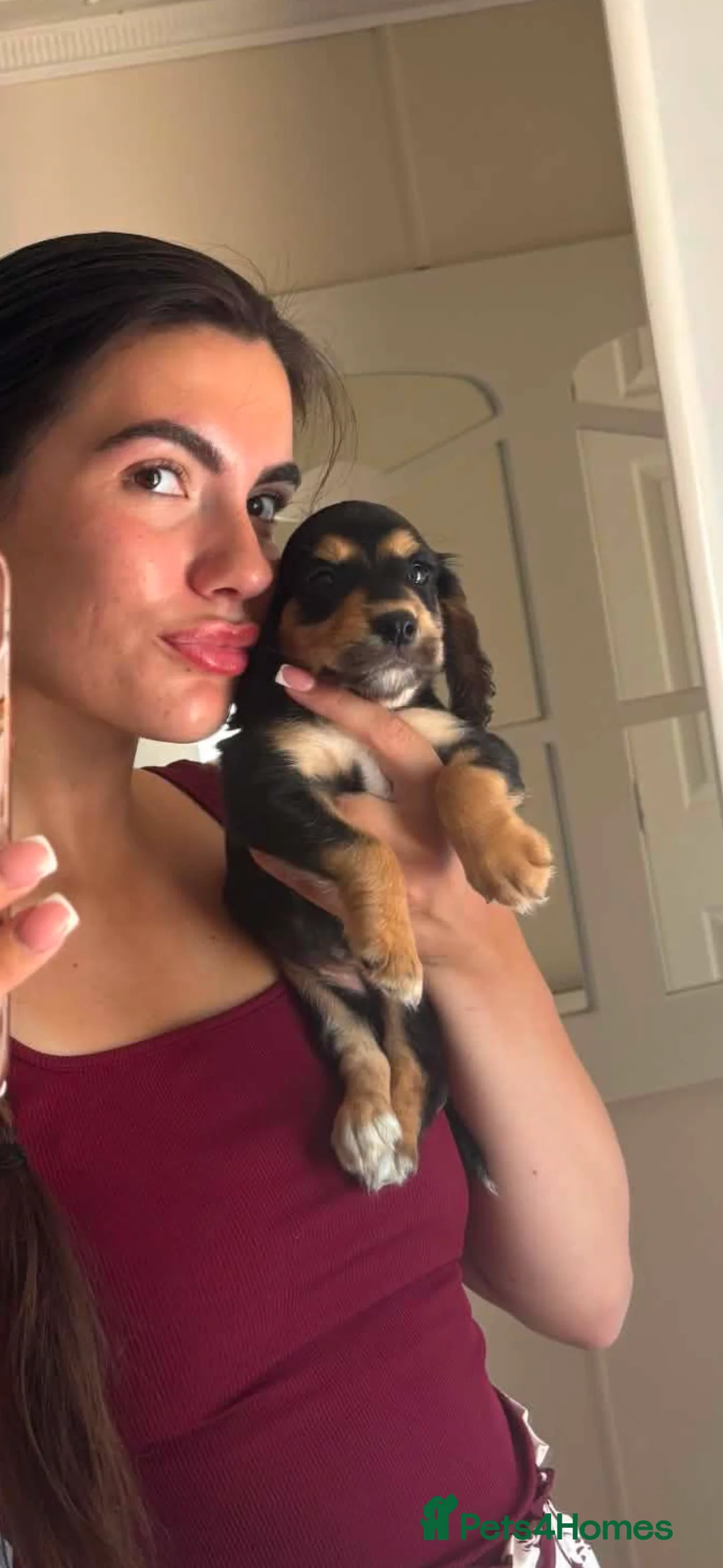 Cocker Spaniel dogs for sale: 5 gorgeous cocker spaniel puppies left - Advert 2