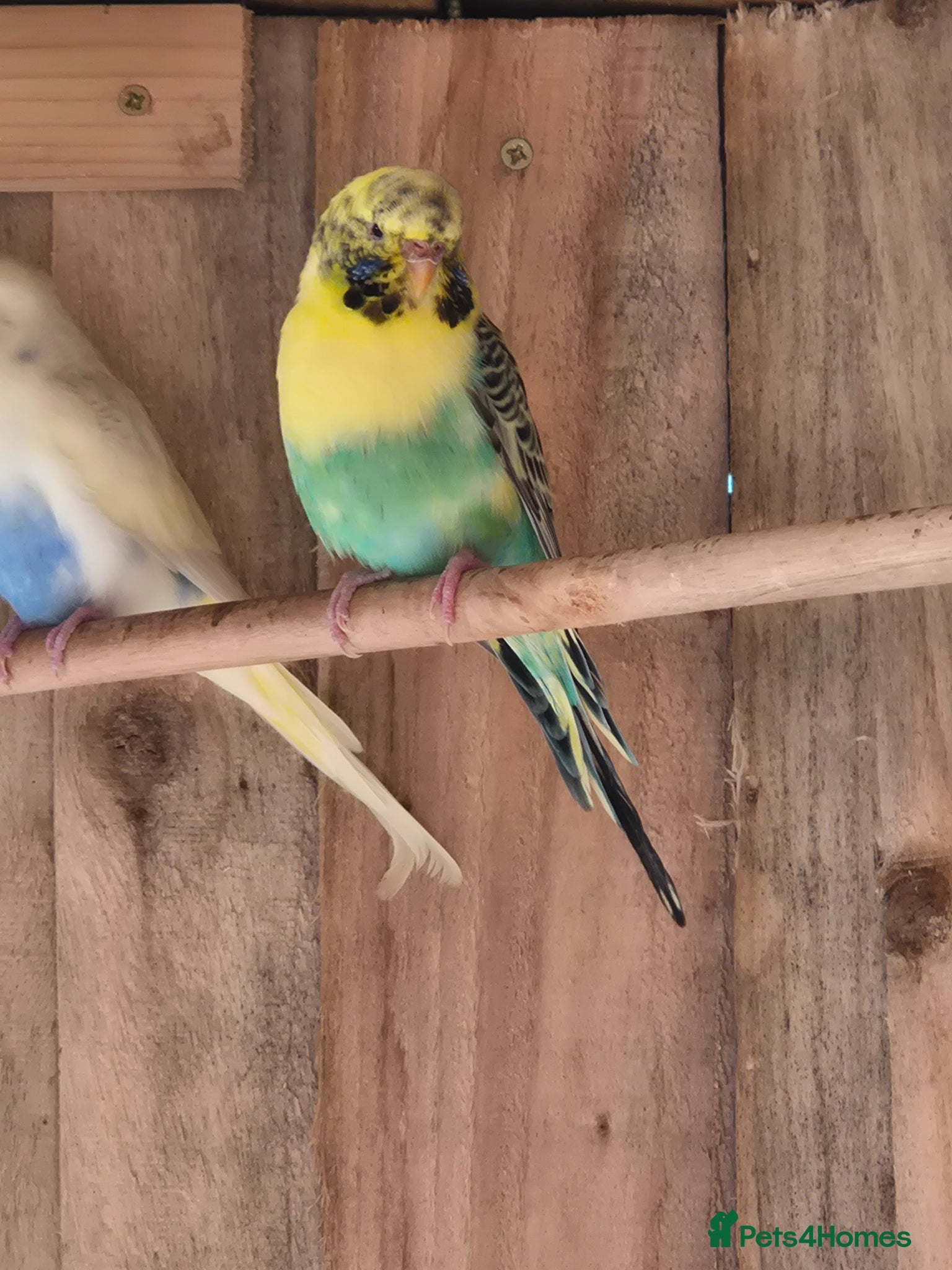 Budgerigars birds Female budgie - Advert 1