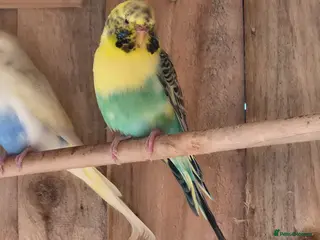 Budgerigars birds Female budgie - Advert 1