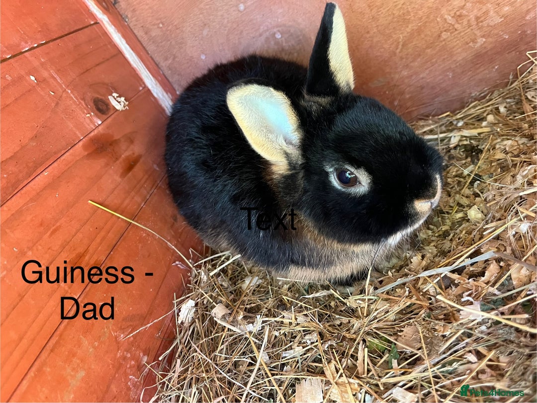 Netherland Dwarf rabbits for sale: Beautiful Purebred Netherland Dwarfs - Image 9