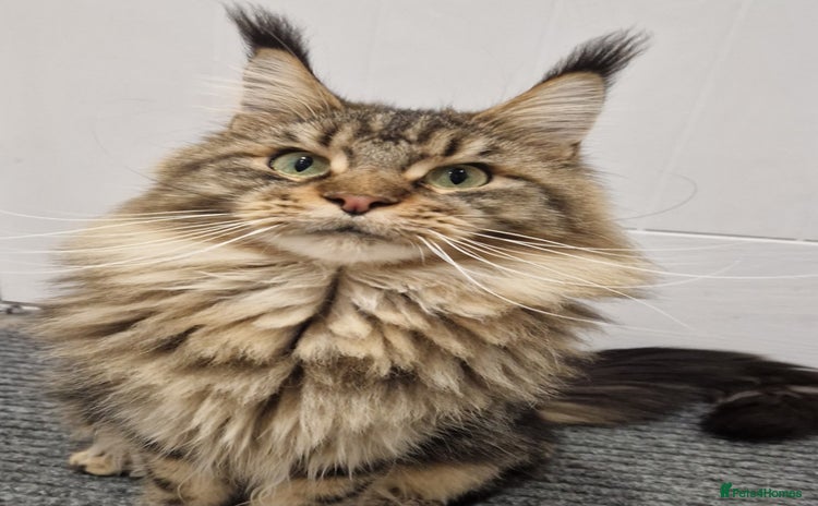 Maine Coon cats - Advert 3