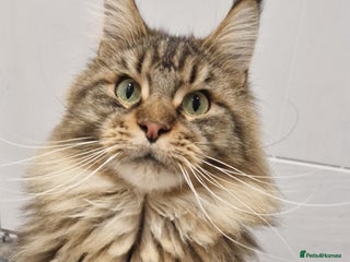 Maine Coon cats for sale - Advert 1