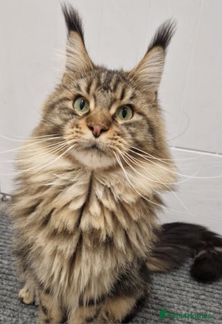 Maine Coon cats - Advert 3