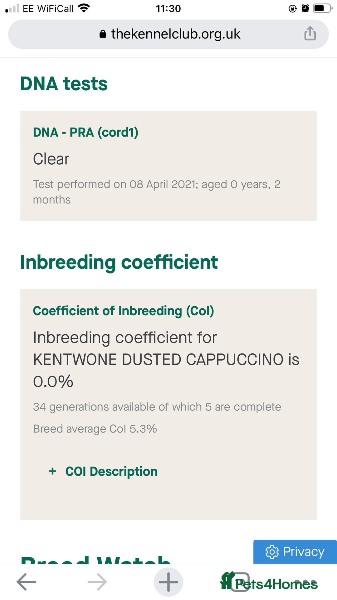 Miniature Dachshund dogs for stud: Proven, KC, PRA clear, tested Miniature Dachshund in Hinckley - Image 6