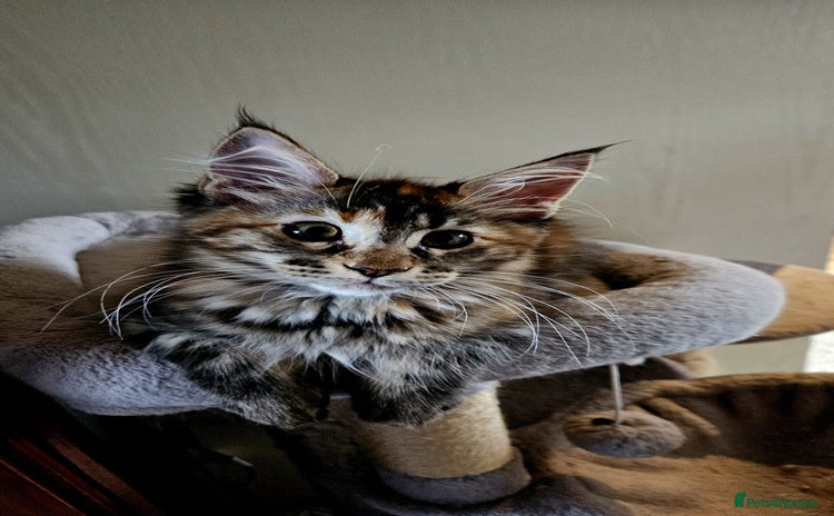 Maine Coon cats in Boston - Advert 5