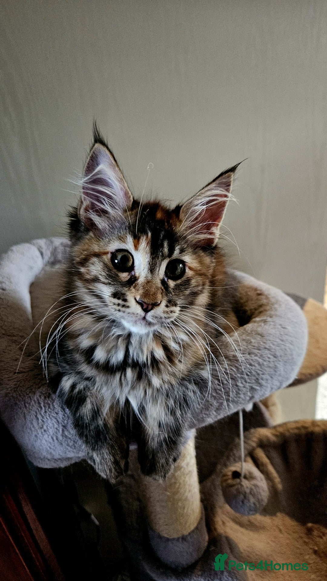 Maine Coon cats for sale: Maine Coon Kittens pedigree  in Boston - Image 1