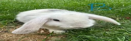 Mini Lop rabbits for sale: Mini Lop Rabbits For Sale  - Advert 22