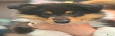 Rough Collie 4