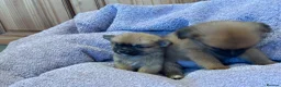 Pomchi dogs for sale: Pomchi in Hull - Advert 28