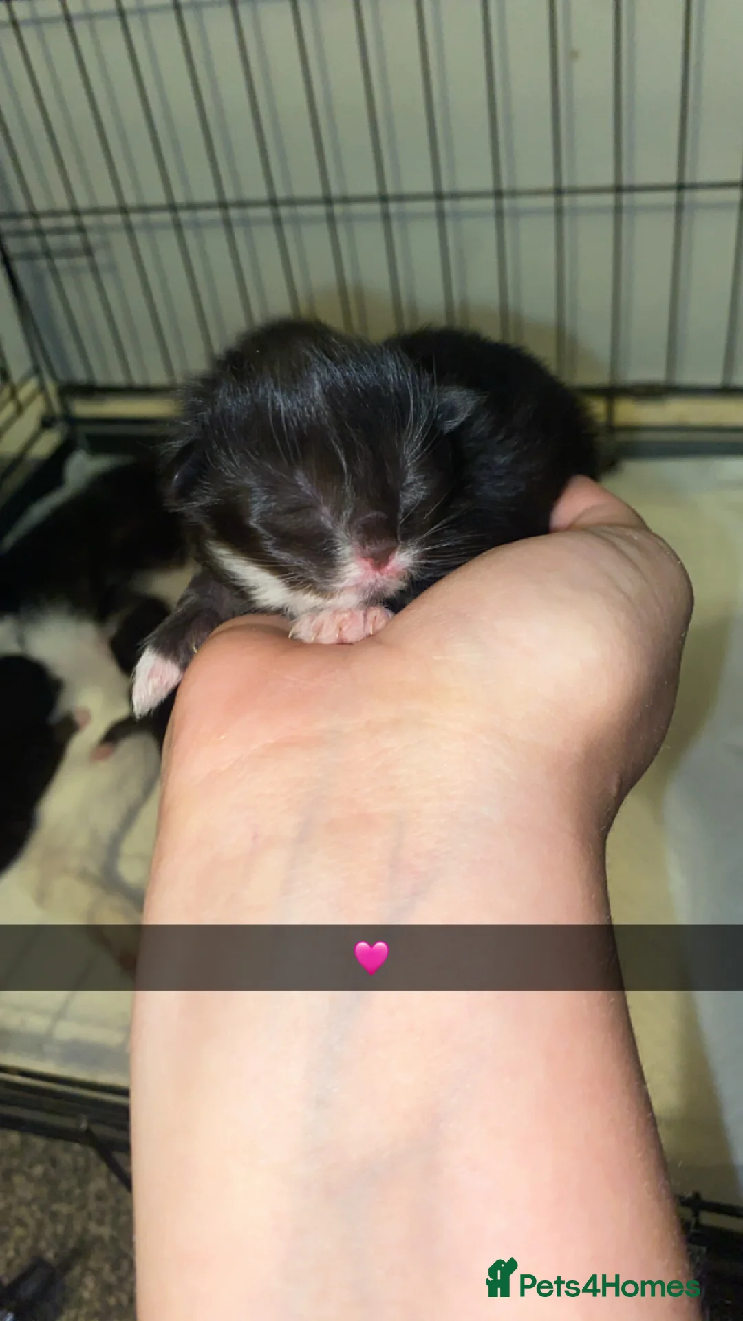 Mixed Breed cats for sale: 6 gorgeous babies - Advert 2