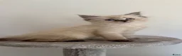 Mixed Breed cats for sale: Maine coon x ragdoll kittens - READY this weekend  - Advert 8