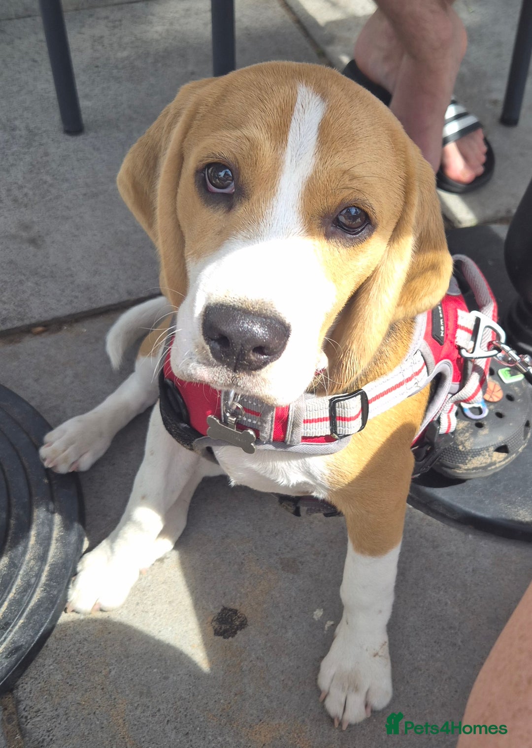 Beagle dogs for sale: Looking for a new loving family 10 mouths beagle  - Advert 6